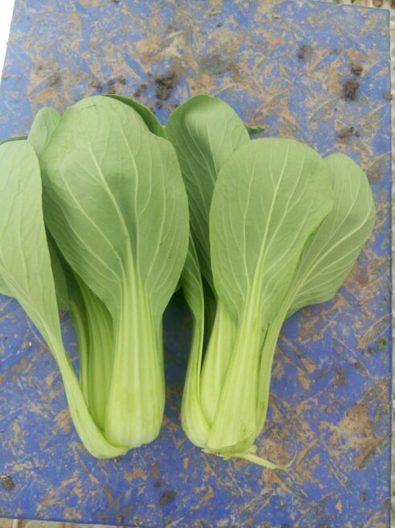 【直销】南通一级油菜小青菜基地直采货源充足常年有货