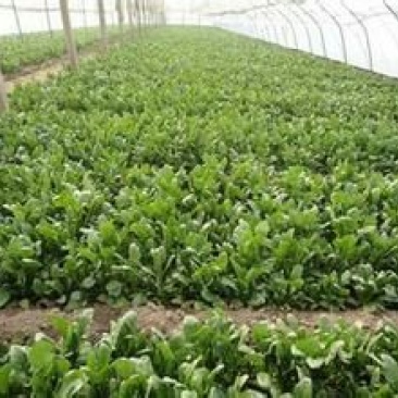 越冬菠菜20~25厘米