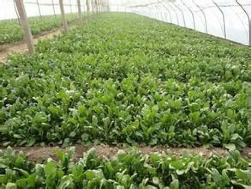 越冬菠菜20~25厘米