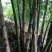 绿竹9~10m