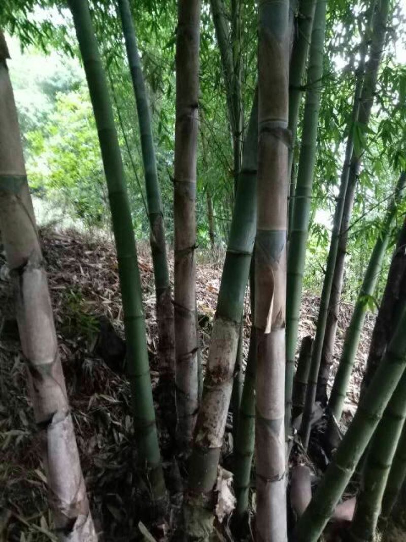 绿竹9~10m