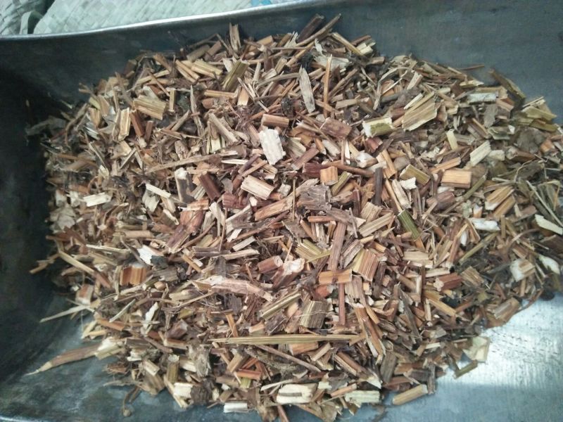 鬼针草