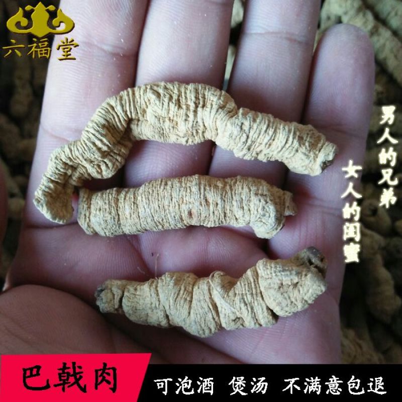 巴戟特级