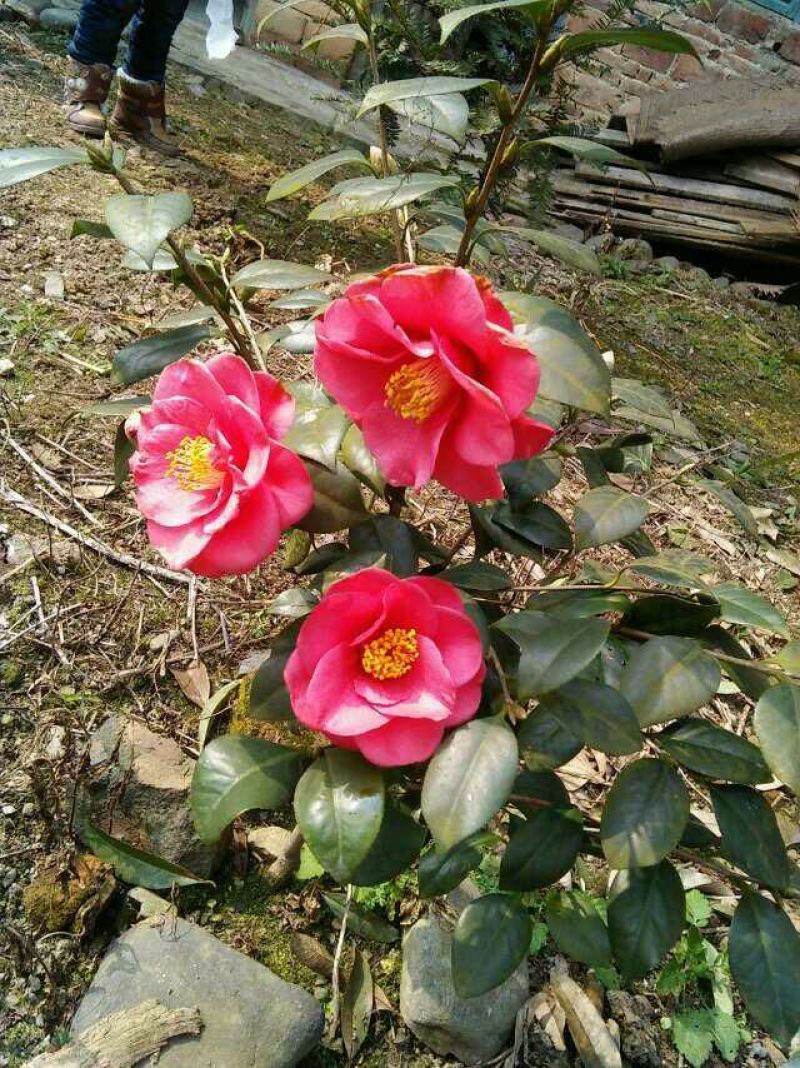 茶花球100~140cm