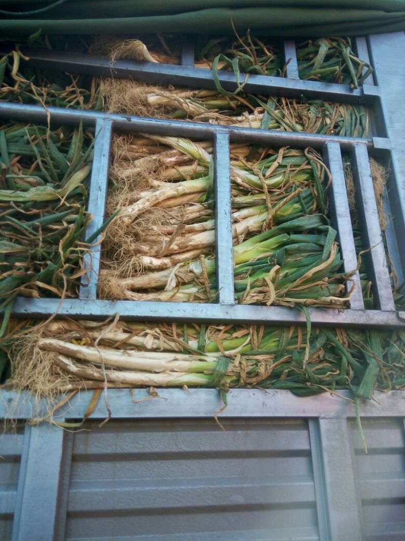 山西大葱。万荣长白大葱大量供应。万荣大葱万荣大葱