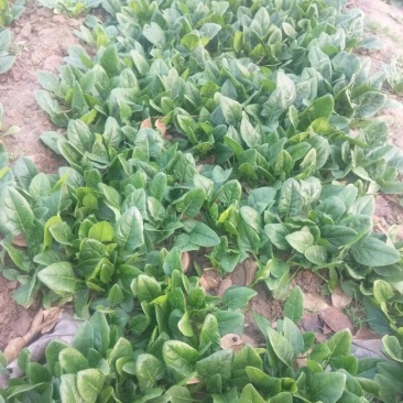 黑叶菠菜15~20厘米