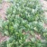 黑叶菠菜15~20厘米