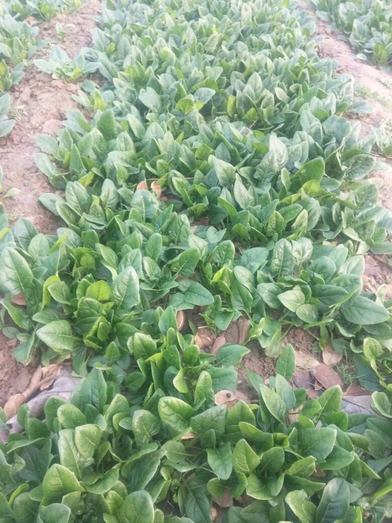 黑叶菠菜15~20厘米