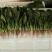 秋菠菜20~25厘米
