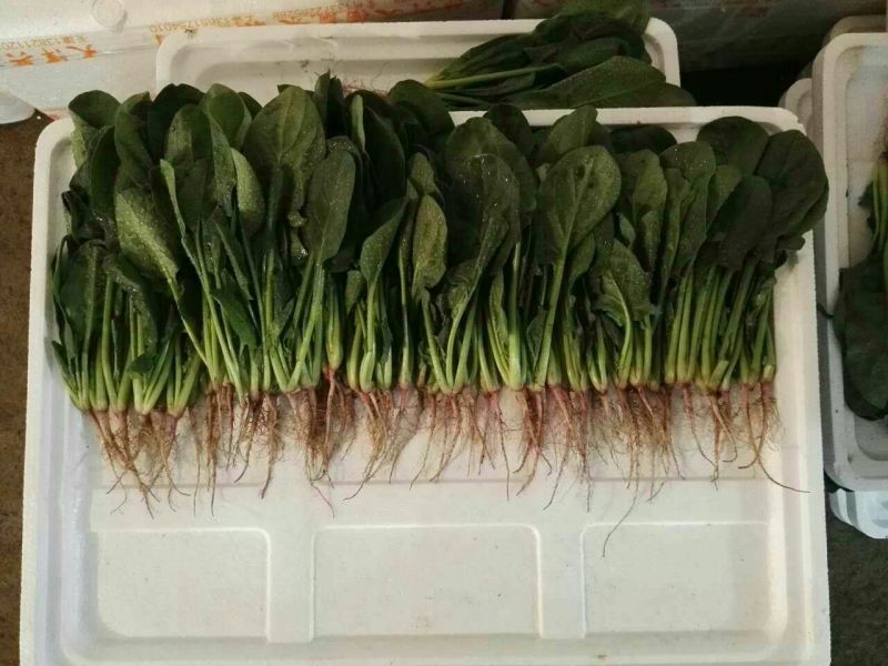秋菠菜20~25厘米