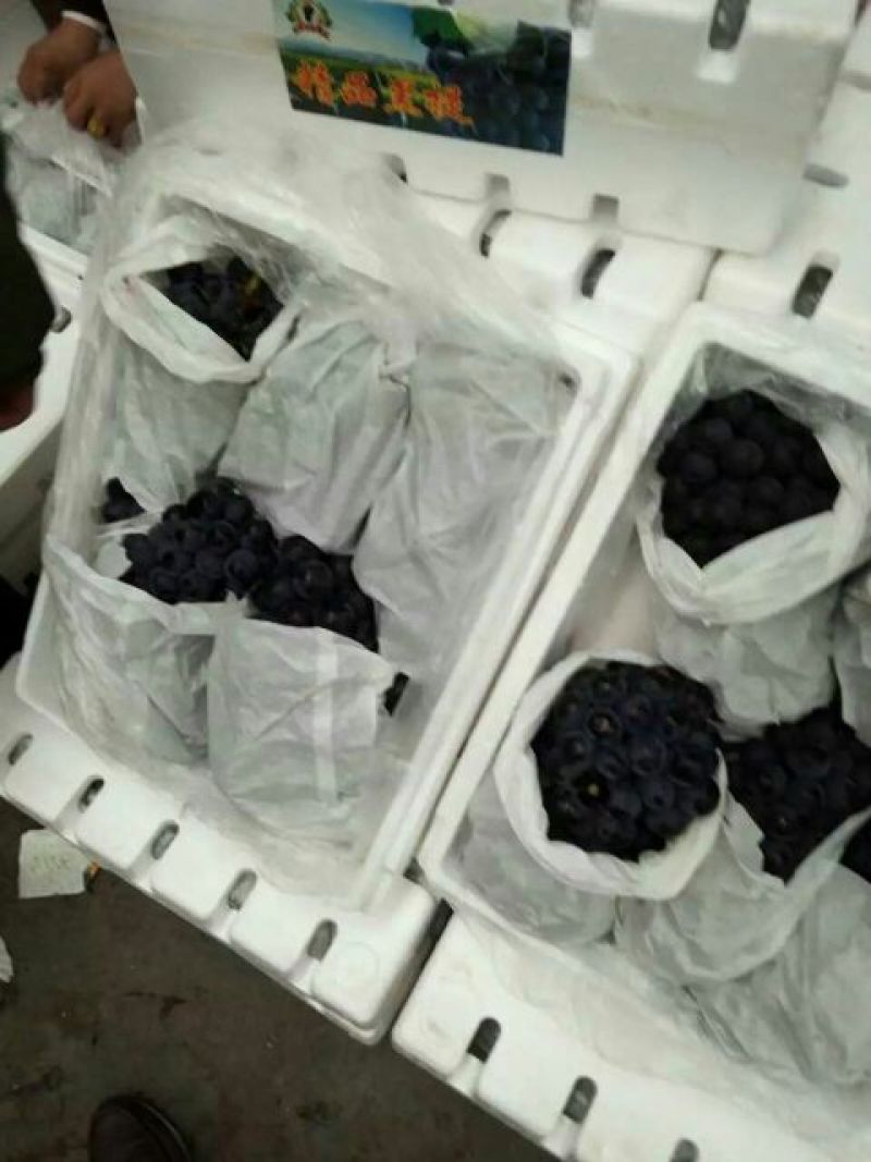 夏黑葡萄2斤以上5%以下