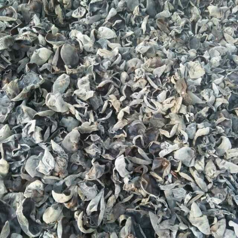 秋耳二级