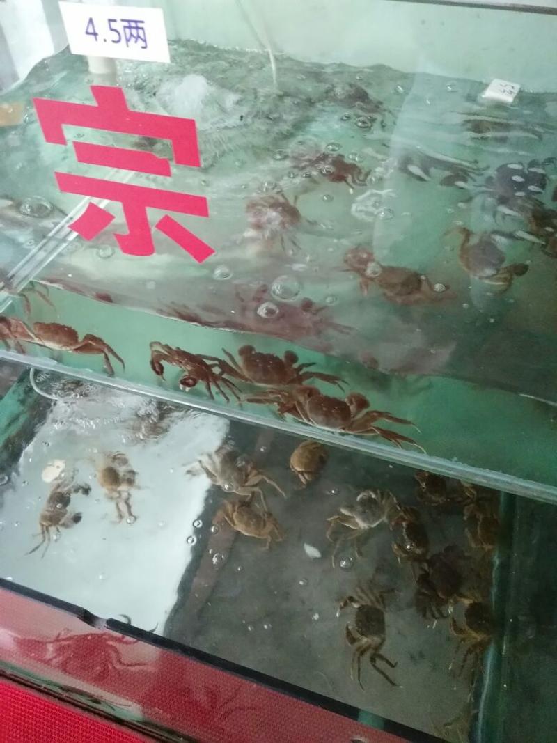 阳澄湖大闸蟹食用雌1.4-1.6两/只