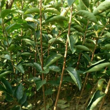 八月黄柿子树苗10~20cm