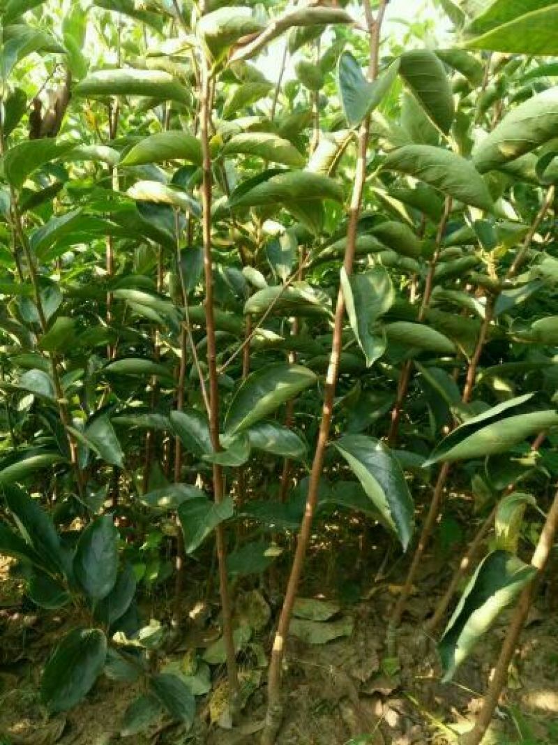 八月黄柿子树苗10~20cm
