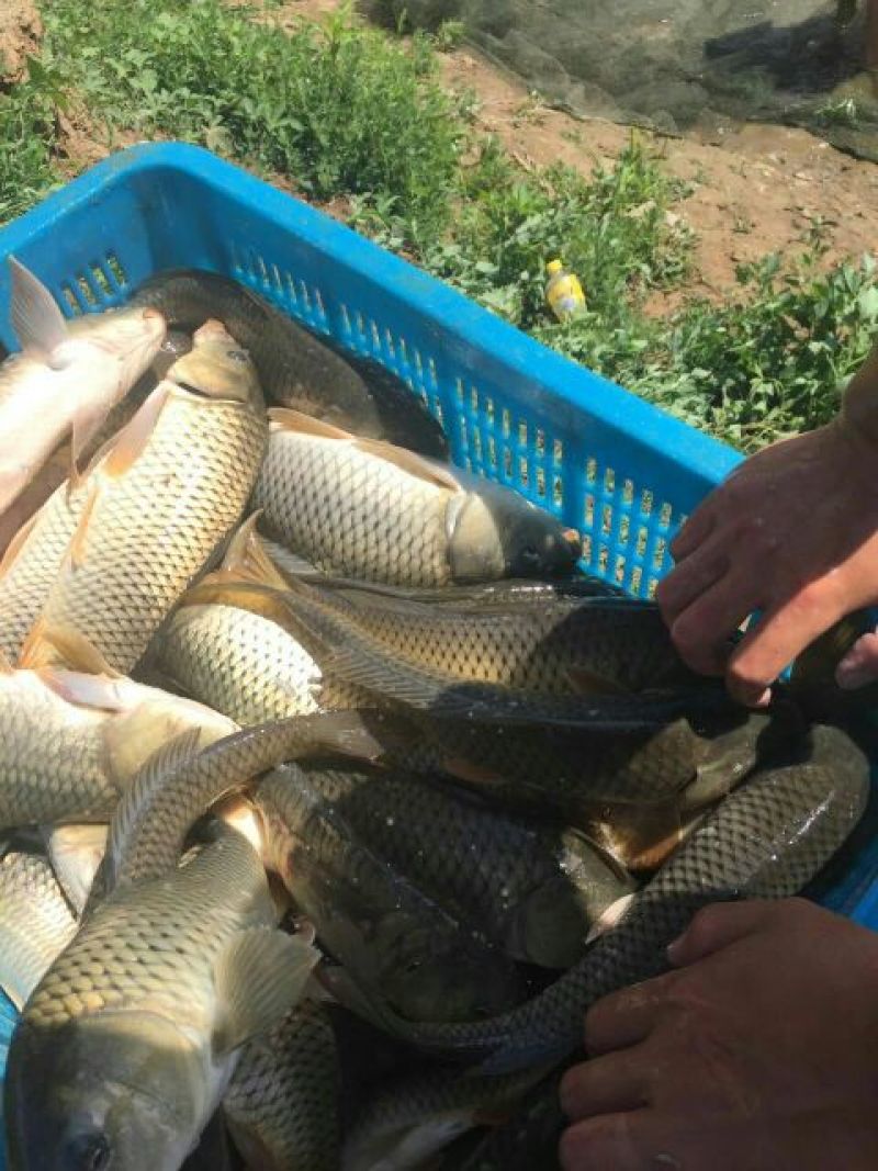 池鲤鱼食用1~2公斤