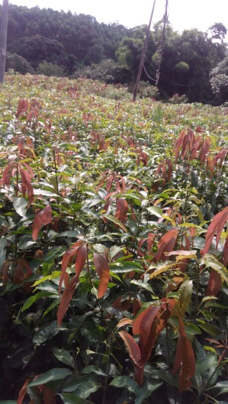 芒果苗1m以下