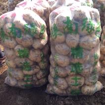 早大白土豆3两以上精品货，量大从优，货源充足