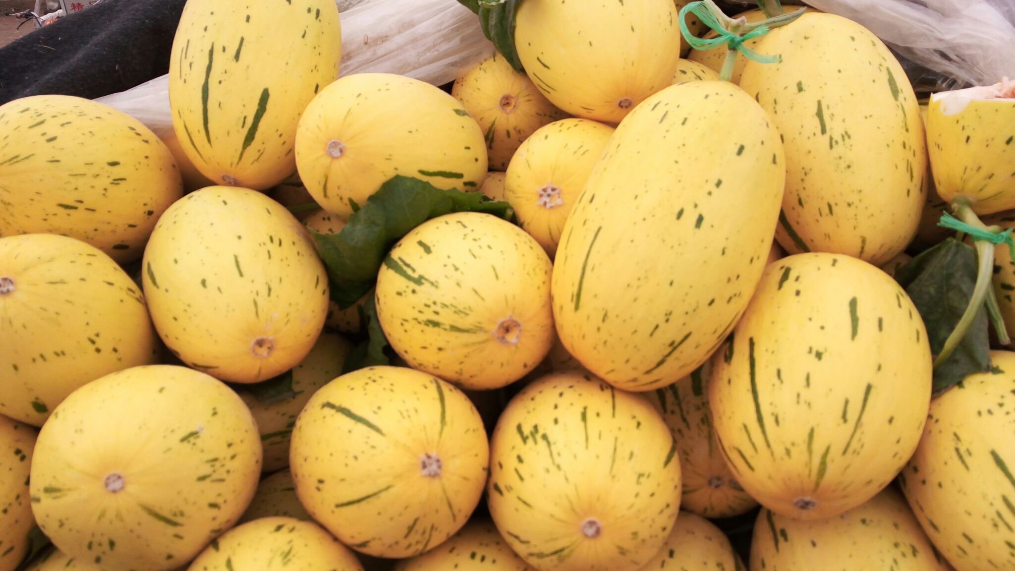 哈密瓜山东聊城莘县_批发_供应-一亩田农业网