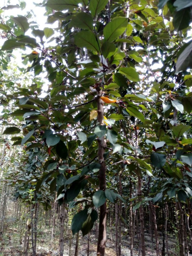 小叶白蜡树2~4cm4~6cm