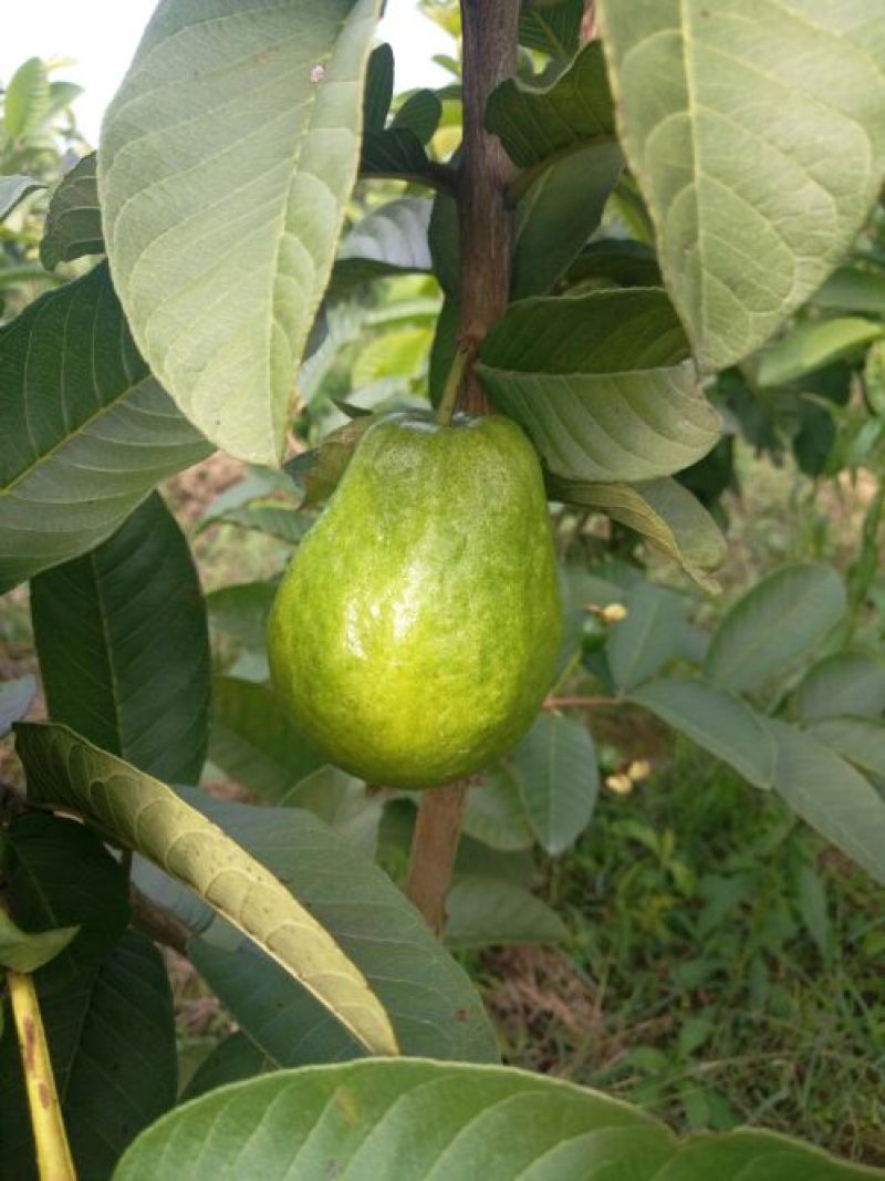 西瓜番石榴苗30~50cm