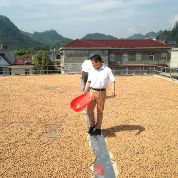 山核桃25mm以下去皮干