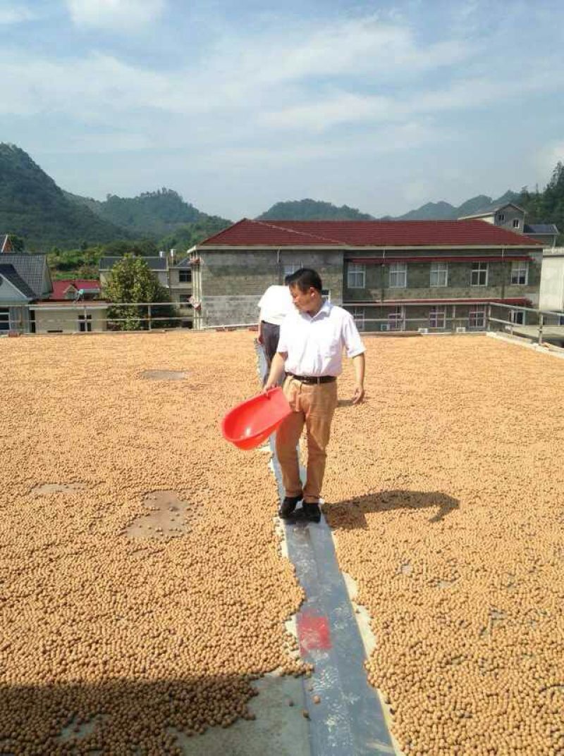 山核桃25mm以下去皮干