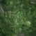 越冬菠菜25~30厘米