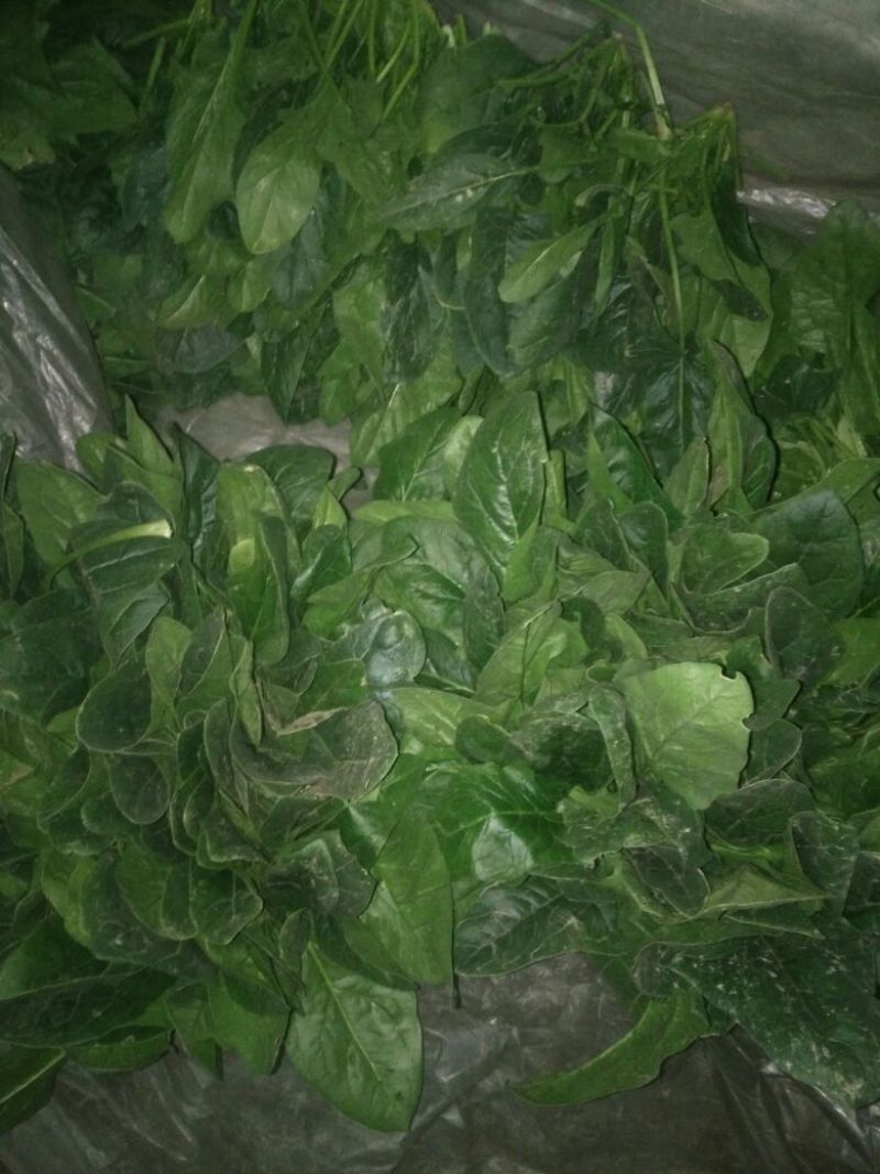 越冬菠菜25~30厘米
