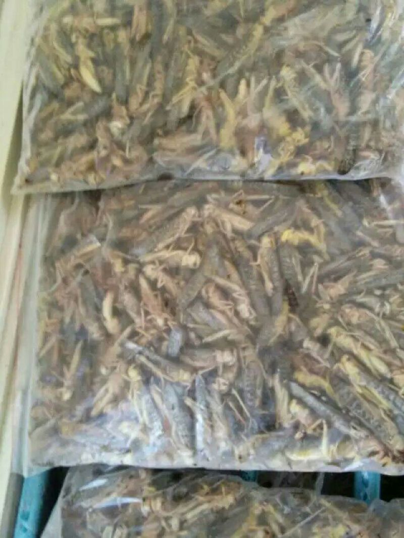 东亚飞蝗食用