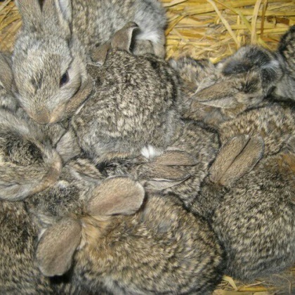 比利时野兔湖南永州祁阳县_批发_供应-一亩田