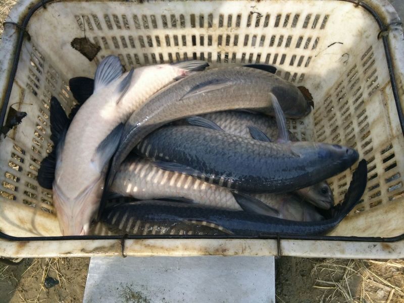 池鲤鱼食用0.5~1公斤