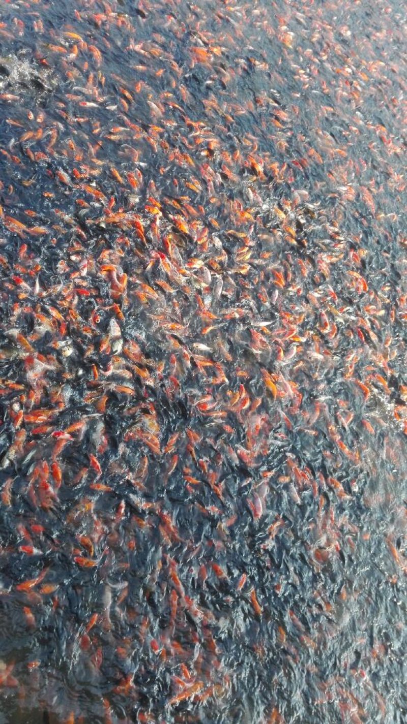 锦鲤