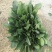 大叶菠菜20~25厘米