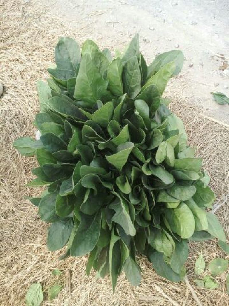 大叶菠菜20~25厘米