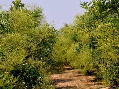 山西运城市永济市双季槐米 花蕾统批发_胡敬凯