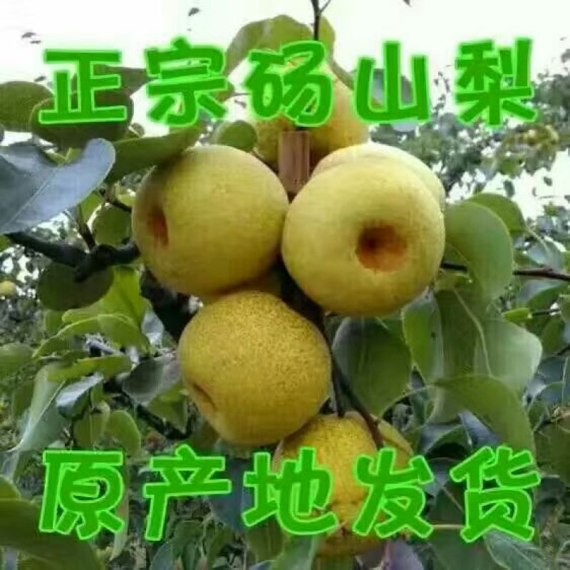 砀山梨250~300g光果