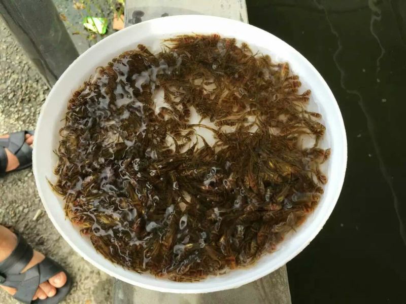 黄颡鱼苗，大量批发，欢迎订购。。。。。。。