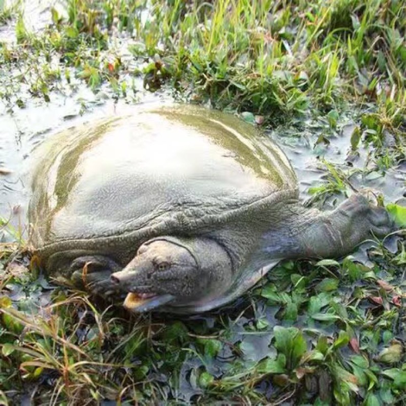 黄沙鳖