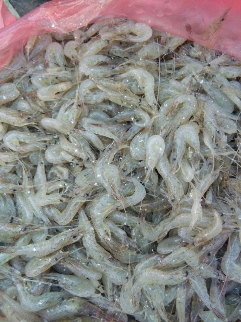 河虾冰鲜虾26~30只/kg