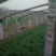 名门菠菜15~20厘米