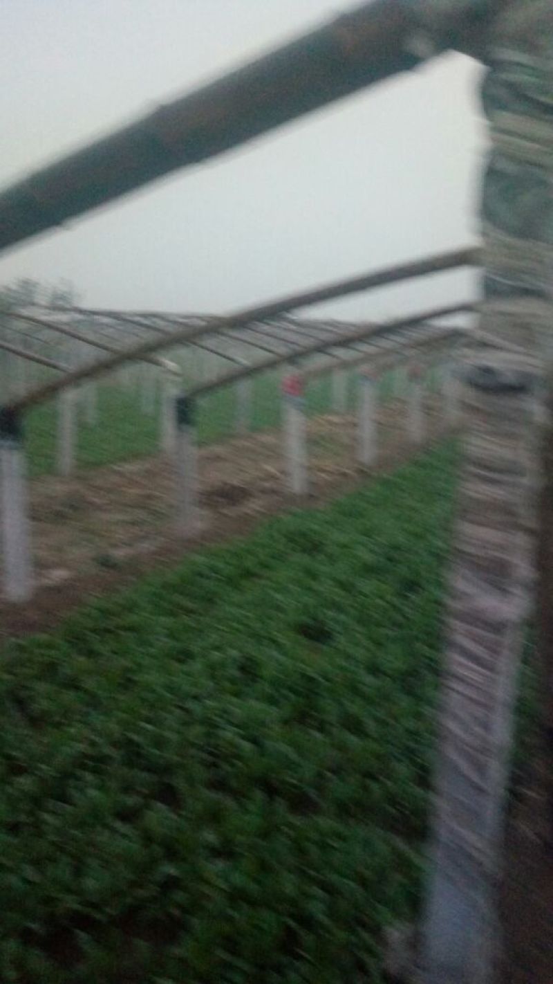 名门菠菜15~20厘米