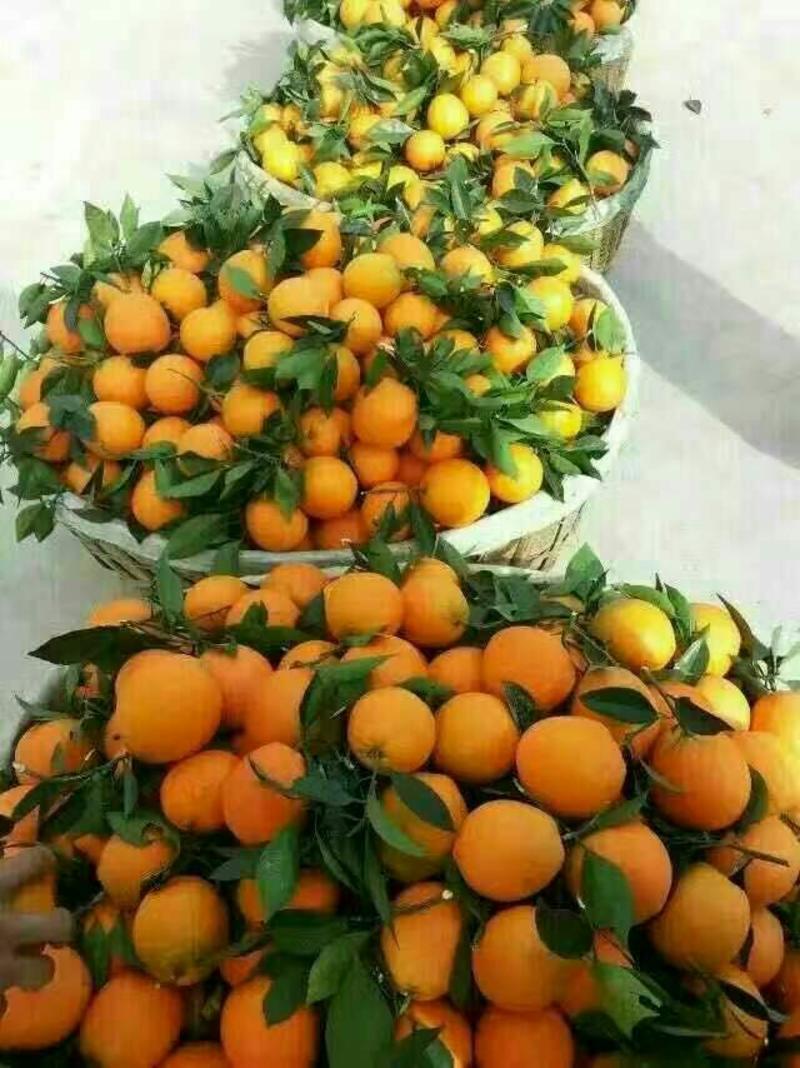 爱媛橙爱媛38果冻橙产地一首货源，支持发货欢迎订购