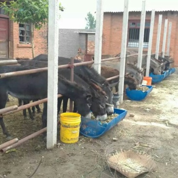 肉驴