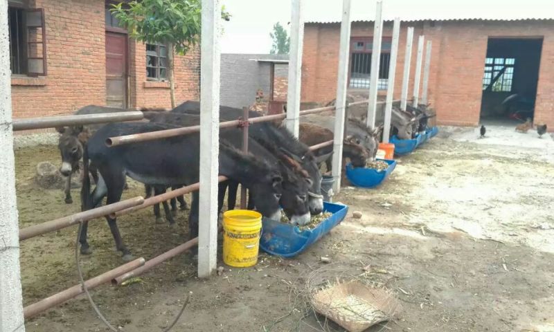 肉驴