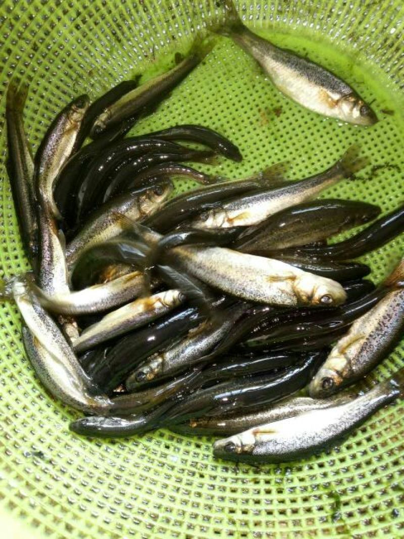 柳根鱼