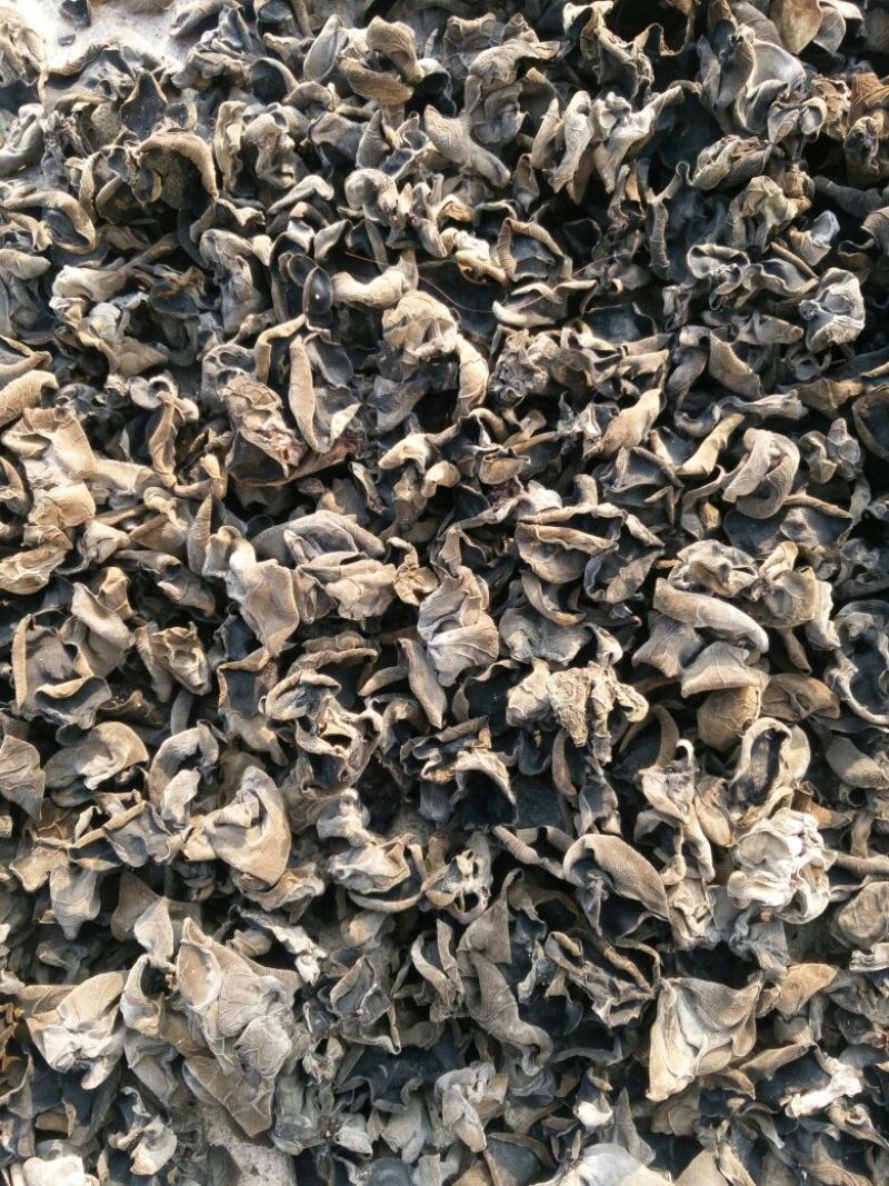 干木耳一级