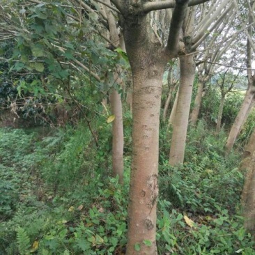 黄葛树10~30cm