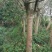 黄葛树10~30cm