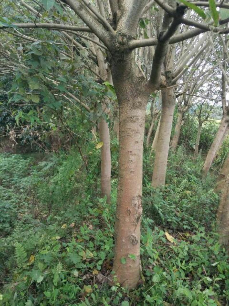 黄葛树10~30cm